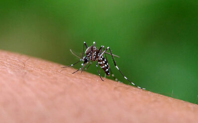 Aumento nos casos de Dengue